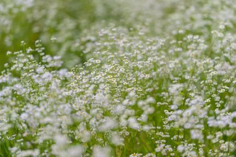Fields of blooming white flowers dance in the gentle breeze on a warm sunny.. Stock Photos