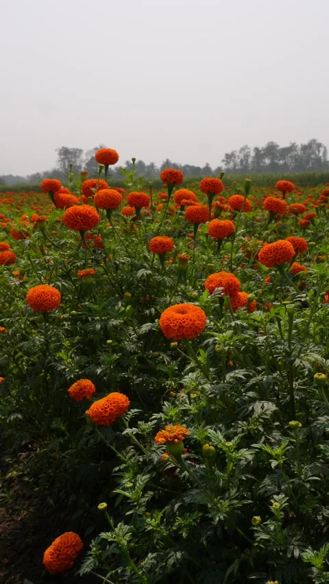 Fields of bright orange marigolds 스톡 동영상 332590052
