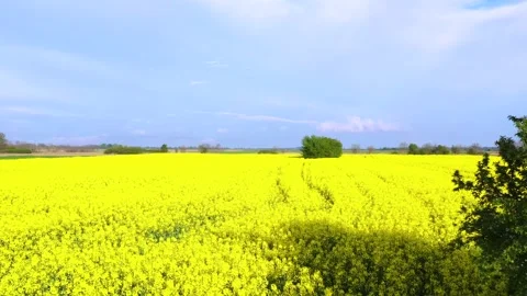 Fields of bright yellow rapeseed flowers with trees. Blooming rapeseed field Stock-Footage 240698451