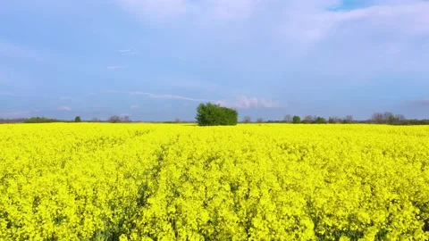 Fields of bright yellow rapeseed flowers with trees. Blooming rapeseed field 库存影片 240698477