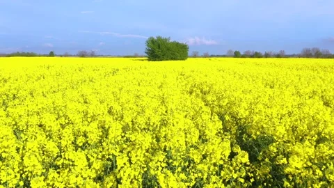 Fields of bright yellow rapeseed flowers with trees. Blooming rapeseed field Stock Footage 240698497