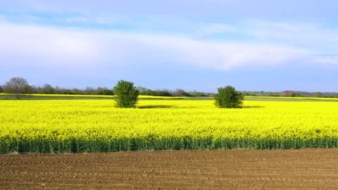 Fields of bright yellow rapeseed flowers with trees. Blooming rapeseed field Video stock 240698512