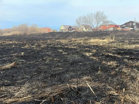Fields burn, dry grass next to the city. burnt black grass photo 库存照片