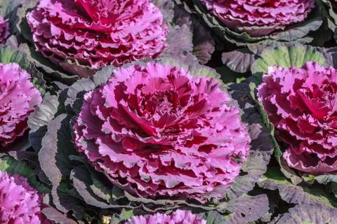 With fields of cabbage. Large leaves of cabbage heads create a unified backgr Stock Photos