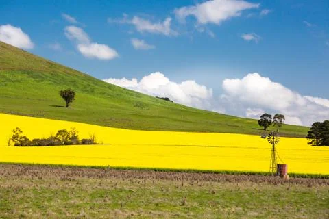 Fields of Canola in Australia 스톡 사진