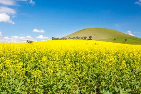 Fields of Canola in Australia Stock Photos