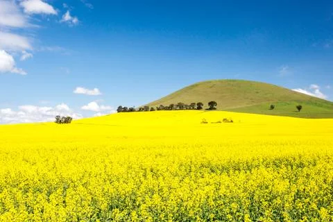 Fields of Canola in Australia Photos