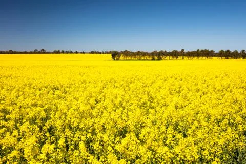 Fields of Canola in Australia Stock Photos