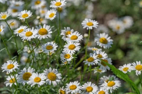 Fields of cheerful daisies bloom vibrantly, their white petals and golden cen Stock Photos