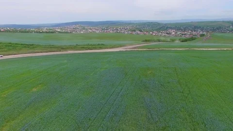 Fields of chicory, aerial video Stock Footage 77456030