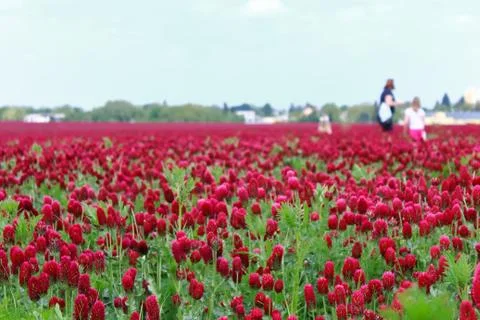 Fields of clover against the blue sky. Stock Photos