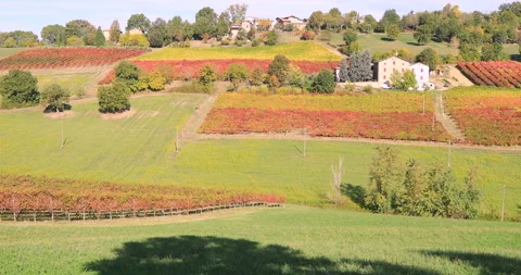 Fields of colourful vines of Lambrusco Stock Footage 163389526