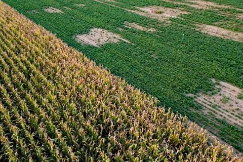 Fields of corn and soybean side by side, concept of diversification and 스톡 사진