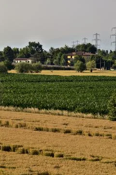 Fields of corn and wheat with electricity pylon in the countryside at sunset  Stock Photos