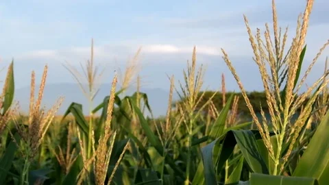 Fields of corn Stock Footage 143238494