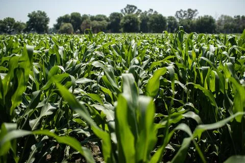 Fields of corn in mexico Stock Photos