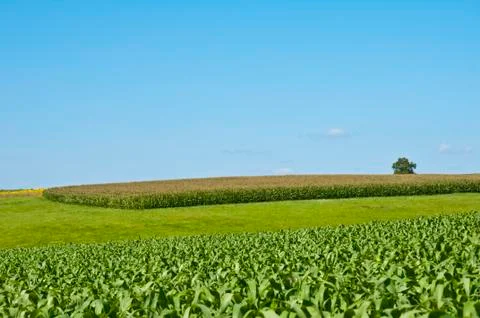 Fields of corn Stock Photos