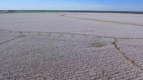 Fields of cotton 4k aerial Stock-Footage 69794456