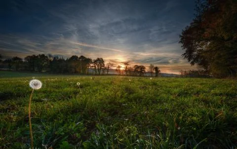 Fields covered in dandelion illuminated by the rays of the setting sun, in Ca Stock Photos