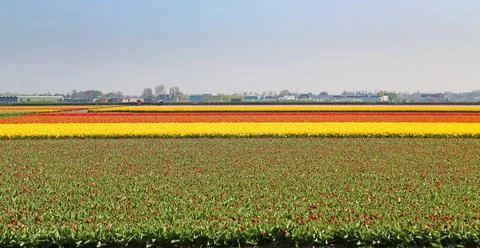 Fields covered with flowers in the Netherlands Stock Photos