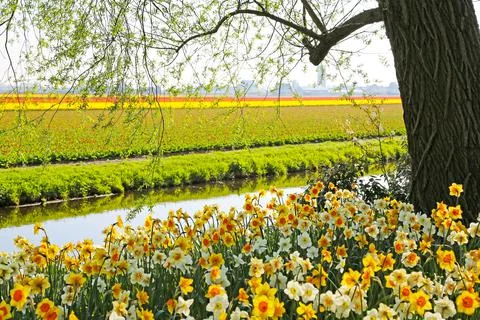 Fields covered with flowers in the Netherlands Stock Photos