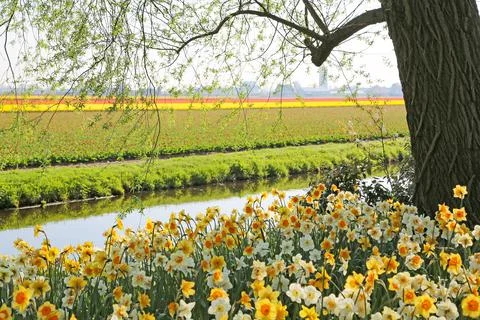 Fields covered with flowers in the Netherlands Stock Photos
