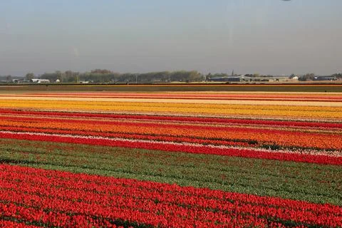 Fields covered with flowers in the Netherlands Stock Photos