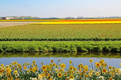 Fields covered with flowers in the Netherlands Stock Photos
