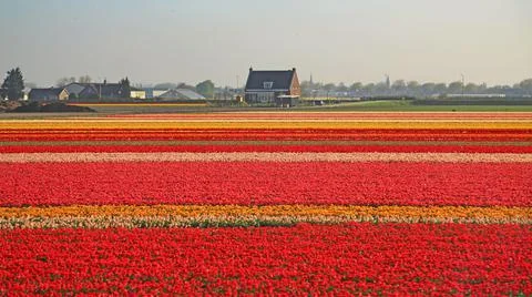 Fields covered with flowers in the Netherlands Stock Photos