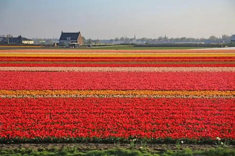 Fields covered with flowers in the Netherlands Stock Photos