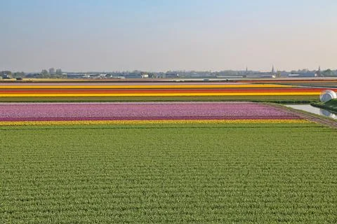 Fields covered with flowers in the Netherlands Stock Photos