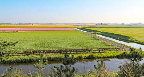 Fields covered with flowers in the Netherlands Stock Photos