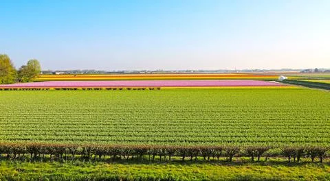 Fields covered with flowers in the Netherlands Stock-Fotos