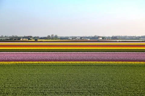 Fields covered with flowers in the Netherlands Stock Photos