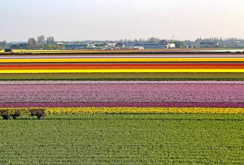 Fields covered with flowers in the Netherlands Stock Photos