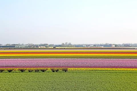 Fields covered with flowers in the Netherlands Stock Photos