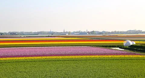 Fields covered with flowers in the Netherlands Stock Photos