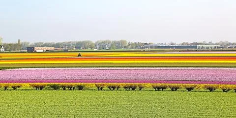 Fields covered with flowers in the Netherlands Foto stock