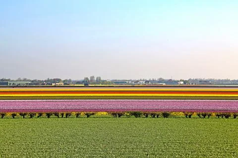 Fields covered with flowers in the Netherlands Stock Photos