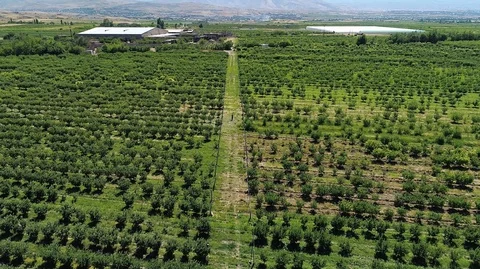 Fields covered with green fruit trees Stock-Footage 129711946
