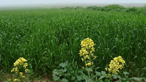 Fields &amp; Crops Stock Footage 113321758