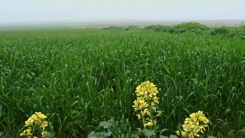 Fields &amp; Crops Stock Footage 113321796
