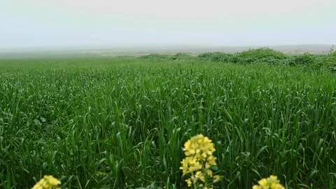 Fields &amp; Crops Stock Footage 113321808