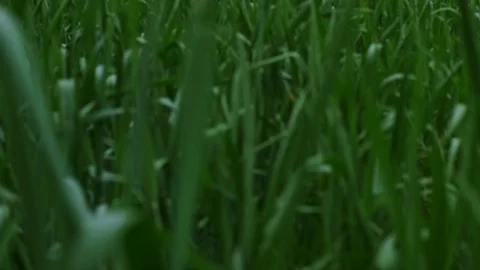Fields &amp; Crops Stock Footage 113321832
