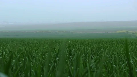Fields &amp; Crops Stock Footage 113321835