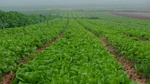 Fields &amp; Crops Stock Footage 113321864