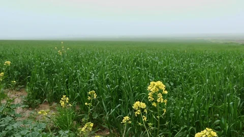Fields &amp; Crops Stock Footage 113321894