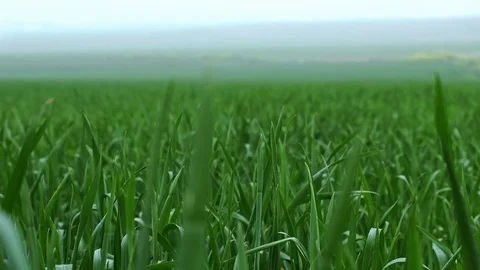 Fields &amp; Crops Stock Footage 113321912