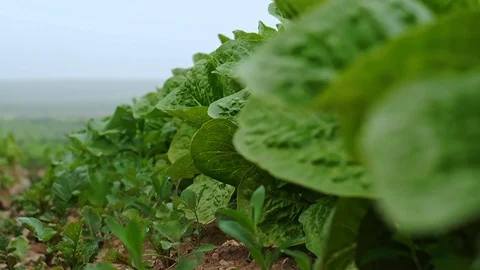 Fields &amp; Crops Stock Footage 113321952