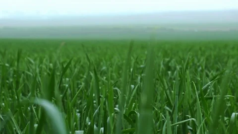 Fields &amp; Crops Stock Footage 113321959